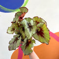 Begonia rex 'Namur' - Welsh Grown - Sprouts of Bristol