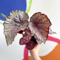 Begonia rex 'Pink Champagne' - Welsh Grown - Sprouts of Bristol