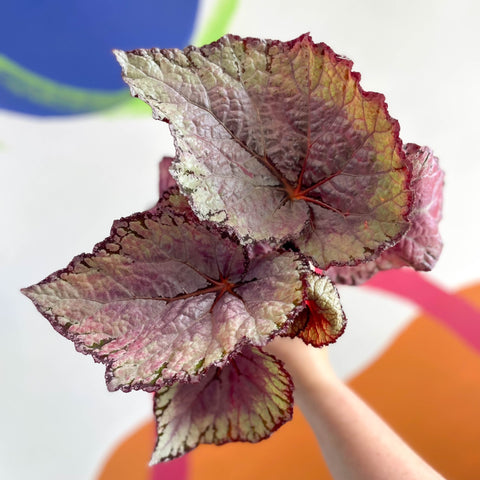 Begonia rex 'Pink Champagne' - Welsh Grown - Sprouts of Bristol
