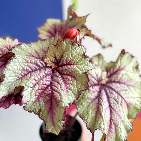 Begonia rex 'Pink Twist' - Welsh Grown - Sprouts of Bristol