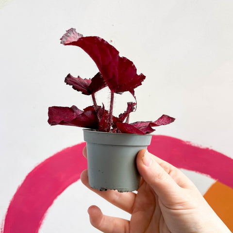 Begonia rex 'Red Heart' - Sprouts of Bristol