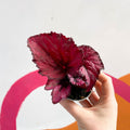 Begonia rex 'Red Heart' - Sprouts of Bristol