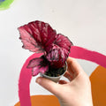 Begonia rex 'Red Heart' - Sprouts of Bristol