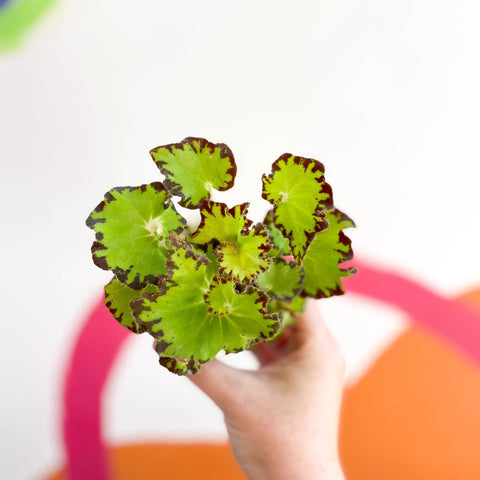 Begonia rex 'Red Jive' - Sprouts of Bristol