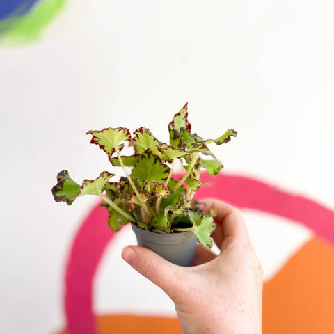 Begonia rex 'Red Jive' - Sprouts of Bristol