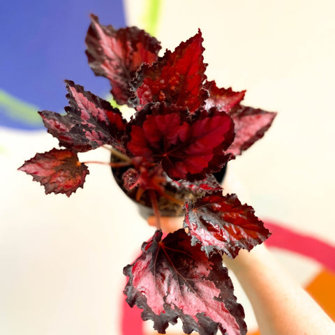 Begonia rex 'Red Robin' - Welsh Grown - Sprouts of Bristol