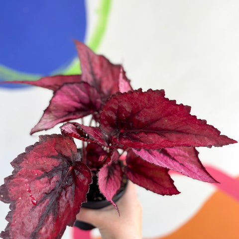 Begonia rex 'Regal Minuet' - Welsh Grown - Sprouts of Bristol