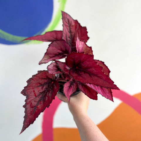 Begonia rex 'Regal Minuet' - Welsh Grown - Sprouts of Bristol
