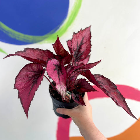 Begonia rex 'Regal Minuet' - Welsh Grown - Sprouts of Bristol