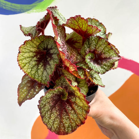 Begonia rex 'Rocheart' - Welsh Grown - Sprouts of Bristol