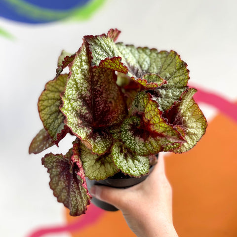 Begonia rex 'Rocheart' - Welsh Grown - Sprouts of Bristol