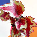Begonia rex 'Sangria' - Welsh Grown - Sprouts of Bristol