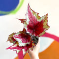 Begonia rex 'Sangria' - Welsh Grown - Sprouts of Bristol