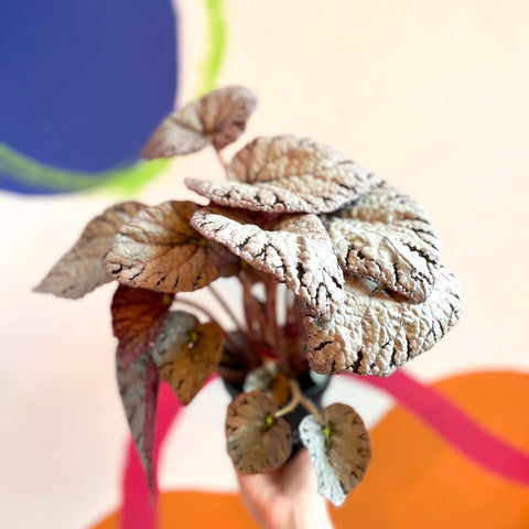 Begonia rex 'Silver Lace' - Welsh Grown - Sprouts of Bristol