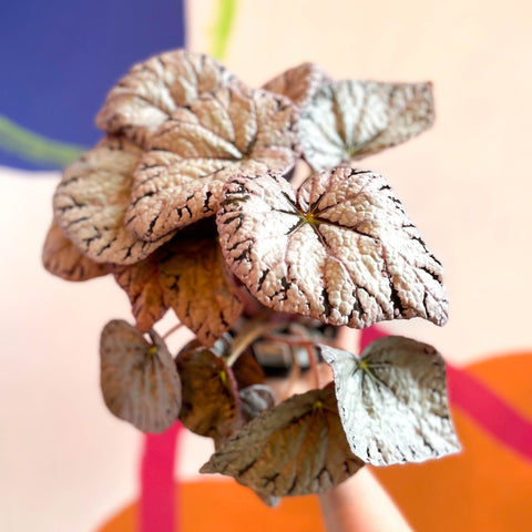 Begonia rex 'Silver Lace' - Welsh Grown - Sprouts of Bristol