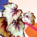 Begonia rex 'Silver Spirit' - Welsh Grown - Sprouts of Bristol