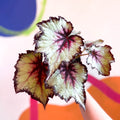 Begonia rex 'Silver Spirit' - Welsh Grown - Sprouts of Bristol