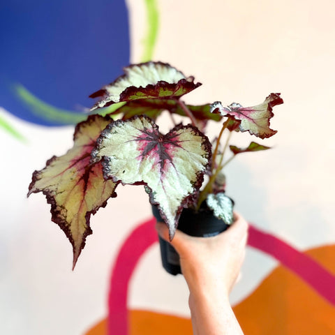 Begonia rex 'Silver Spirit' - Welsh Grown - Sprouts of Bristol