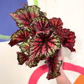 Begonia rex 'Star Bright' - Welsh Grown - Sprouts of Bristol