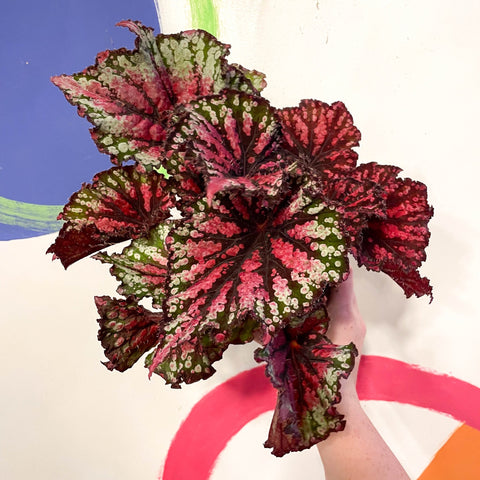 Begonia rex 'Star Bright' - Welsh Grown - Sprouts of Bristol