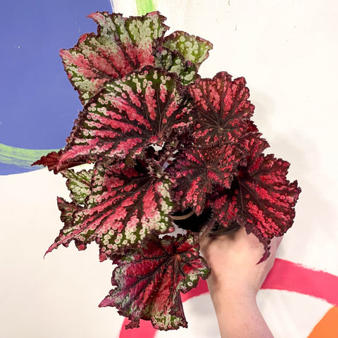 Begonia rex 'Star Bright' - Welsh Grown - Sprouts of Bristol