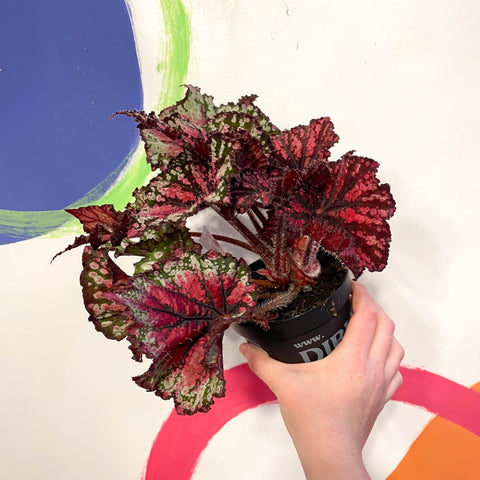 Begonia rex 'Star Bright' - Welsh Grown - Sprouts of Bristol