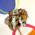 Begonia rex 'Star Light' - Welsh Grown - Sprouts of Bristol
