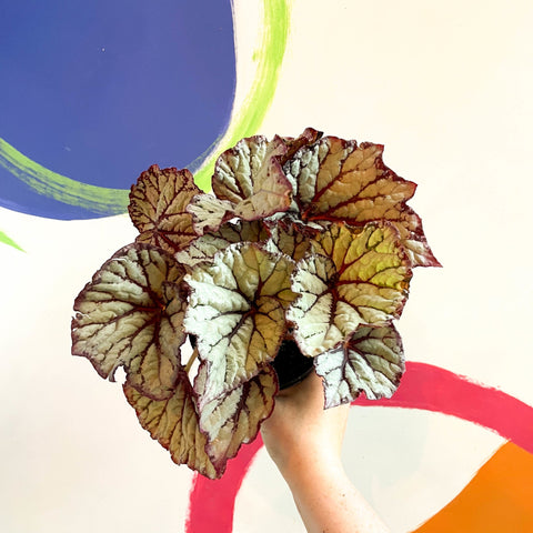 Begonia rex 'Star Light' - Welsh Grown - Sprouts of Bristol