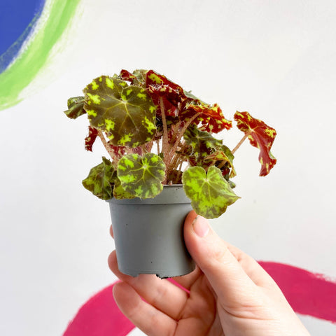 Begonia rex 'Tiger Paw' - Sprouts of Bristol
