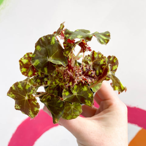 Begonia rex 'Tiger Paw' - Sprouts of Bristol