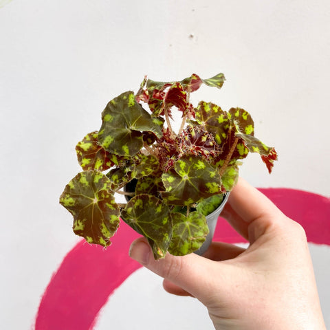 Begonia rex 'Tiger Paw' - Sprouts of Bristol