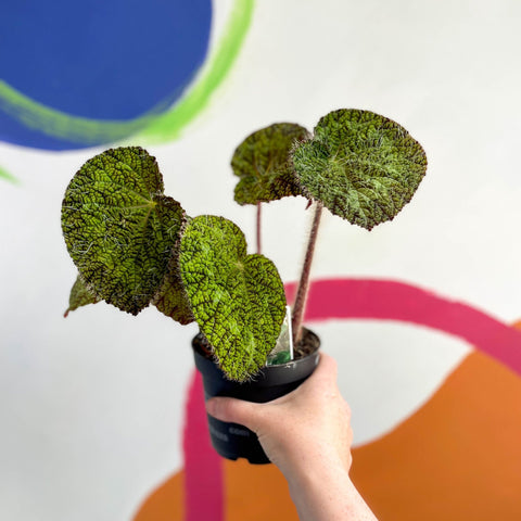 Begonia sizemoreae - Welsh Grown - Sprouts of Bristol