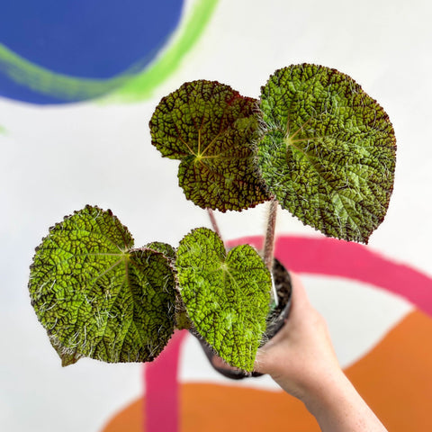 Begonia sizemoreae - Welsh Grown - Sprouts of Bristol