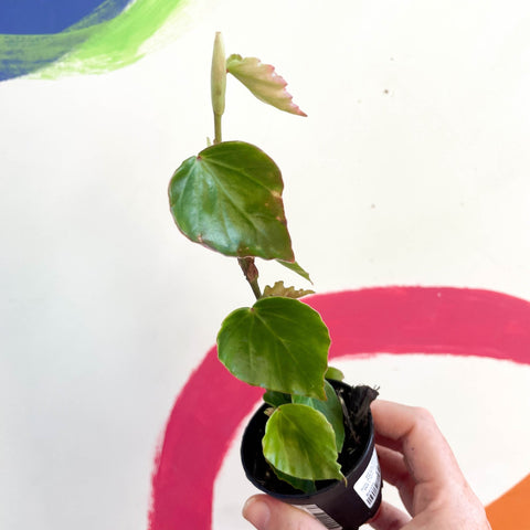 Begonia solananthera - Welsh Grown - Sprouts of Bristol