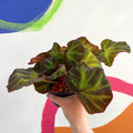 Begonia solimutata - Welsh Grown - Sprouts of Bristol