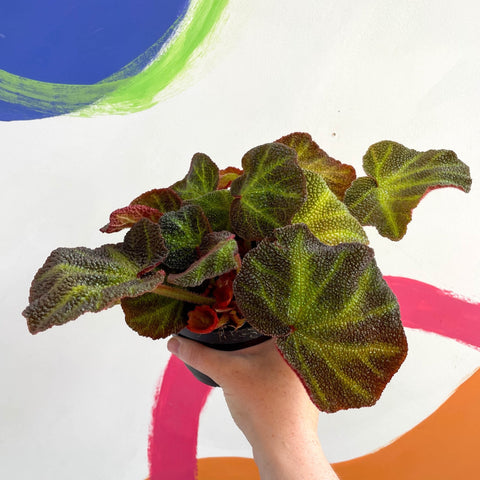 Begonia solimutata - Welsh Grown - Sprouts of Bristol