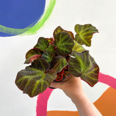Begonia solimutata - Welsh Grown - Sprouts of Bristol