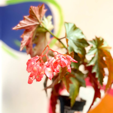 Begonia superba 'Irene Nuss' - Welsh Grown - Sprouts of Bristol