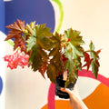Begonia superba 'Irene Nuss' - Welsh Grown - Sprouts of Bristol
