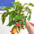 Begonia sutherlandii - Welsh Grown - Sprouts of Bristol