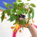 Begonia sutherlandii - Welsh Grown - Sprouts of Bristol