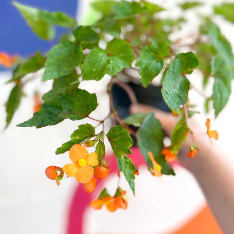 Begonia sutherlandii - Welsh Grown - Sprouts of Bristol