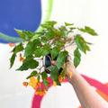 Begonia sutherlandii - Welsh Grown - Sprouts of Bristol