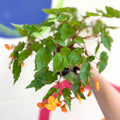 Begonia sutherlandii - Welsh Grown - Sprouts of Bristol