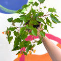 Begonia sutherlandii - Welsh Grown - Sprouts of Bristol