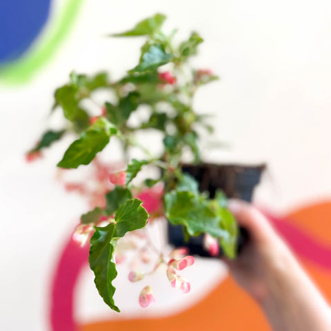 Begonia 'Tiny Gem' - Welsh Grown - Sprouts of Bristol