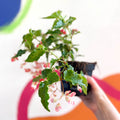 Begonia 'Tiny Gem' - Welsh Grown - Sprouts of Bristol