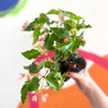 Begonia 'Tiny Gem' - Welsh Grown - Sprouts of Bristol