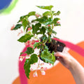 Begonia 'Tiny Gem' - Welsh Grown - Sprouts of Bristol