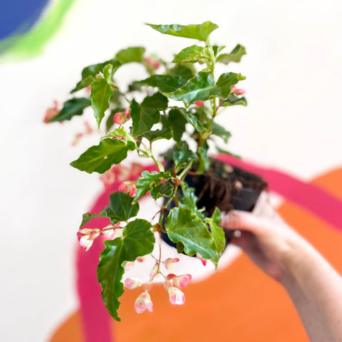 Begonia 'Tiny Gem' - Welsh Grown - Sprouts of Bristol